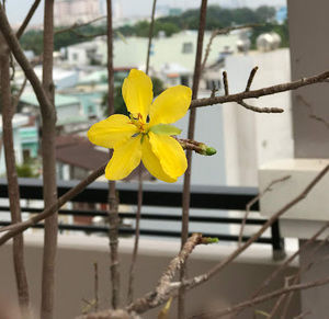 Meet your Posher, Trung